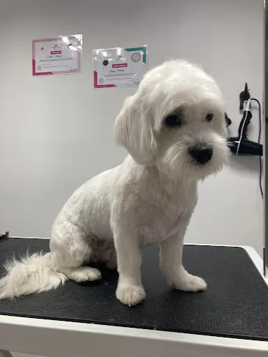 Pet Lover - groomer, psi fryzjer